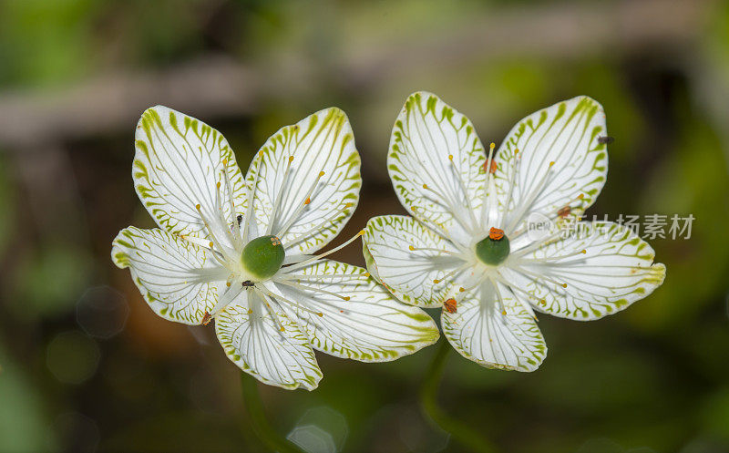 在阳光下，两株帕纳西亚(Parnassia florfolia)紧挨着绽放，背景是模糊的绿色植物